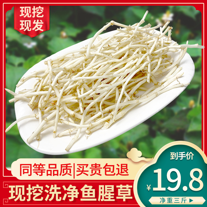 Enshi native specialty farmers grow their own fresh houttuynia cordata root Folded ear root tender root can be brewed tea can be cold mixed and eaten 3 pounds