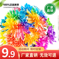 Flower dye dye Colorful rose chrysanthemum starry carnation lily flower suction dyeing culture medium