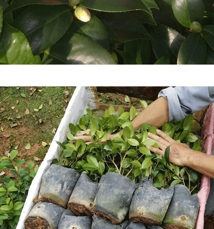 Green plant camellia camellia the plants trees higher bachelor 's indoor Green plant bonsai, buds four seasons garden flowers