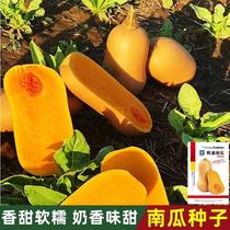 Cream Pumpkin Seeds Spring and Autumn Four Seasons Taro Honey Sweet Waxy Red Sweet Chestnut Pumpkin Seeds Vegetable Seeds