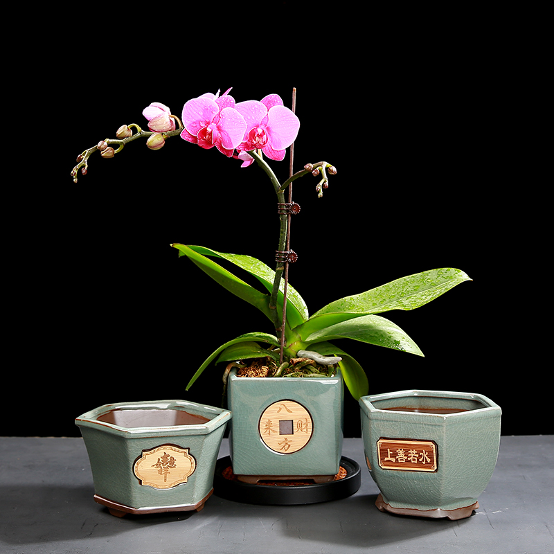 Purple sand flowerpot work rich tree asparagus flower pot in meaty plant indoor potted bracketplant money plant flower pot