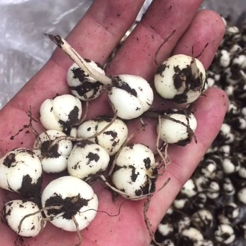 Sichuan fritillary mother wild 50 gr special class Sichuan can beat powder and buy 2 copies to send the same amount of small Tao