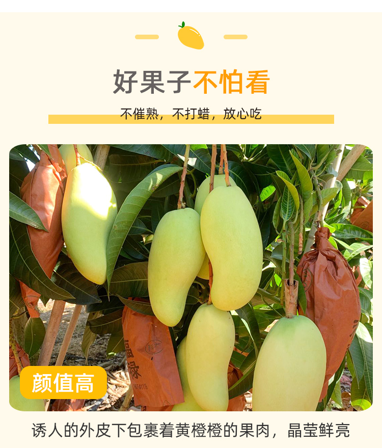 海南 金煌芒芒果 净重8斤 图2