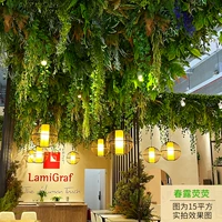 [Рекомендуется менеджером магазина] Чунлу -желтея -релик.