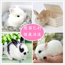 Rabbit Living Things Mini Dwarf rabbit pet White Rabbit living body Long little bunny Mini Pineal Tea Cup Rabbit Cooping Rabbit