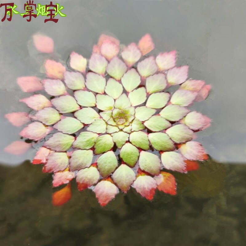 Water Fireworks Yellow Flowers Water Plants duckweed Water Grass fish Shrimp Turtle-made Fireworks Landscape Non-Bowl Lotus Sleeping Lotus
