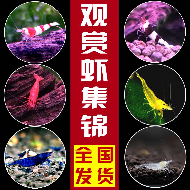 Watch Shrimp Living Water Family Pet Shrimp Shrimp Living Removing Algae Tools Shrimp Crystal Shrimp Cherry Blossom Shrimp Extremely Hot Shrimp Package