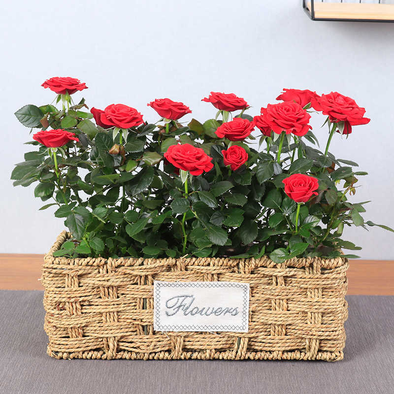 花语自由钻石玫瑰盆栽带花苞发货办公室内阳台花卉四季开花植物