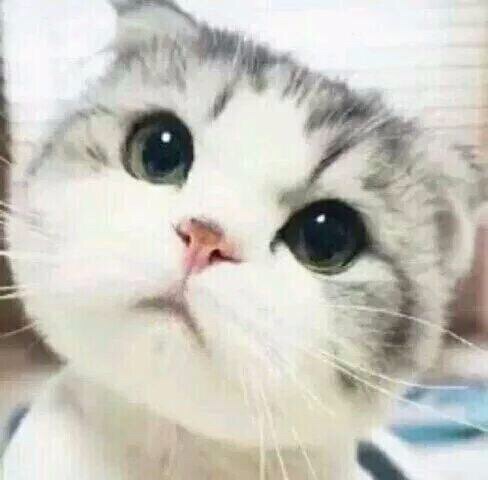 淘喵喵宠物食品