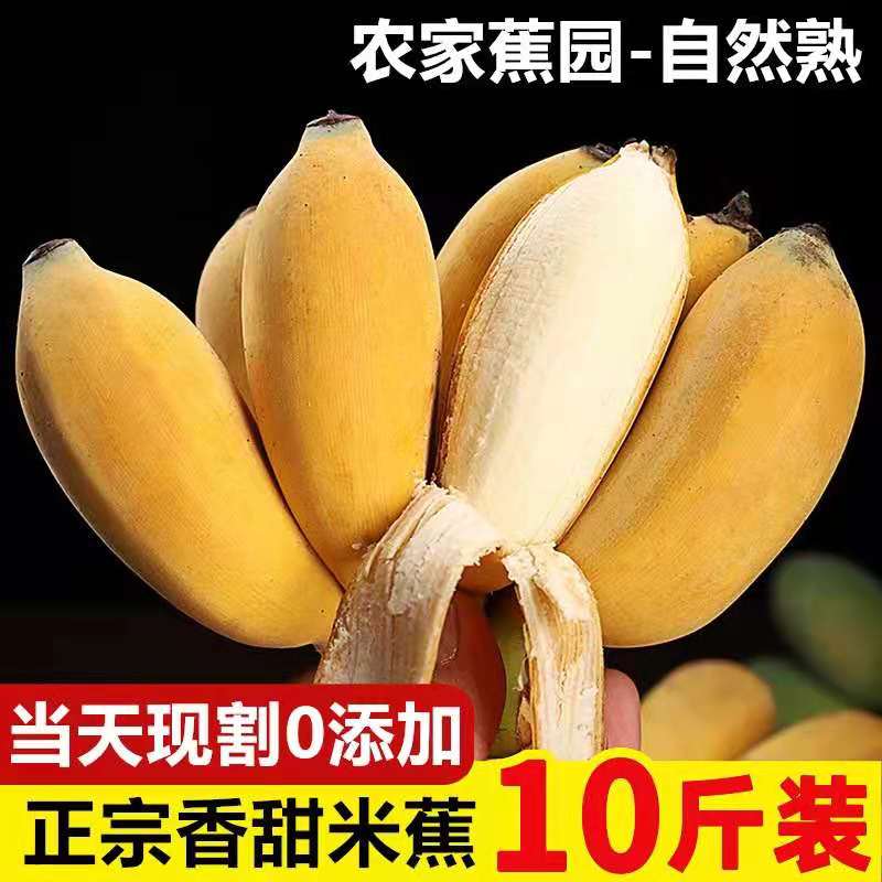 Fresh millet Banana Emperor Banana 10 catty Pregnant Woman Fruit Natural Cooked Little Banana Scents Sweet Soft Glutinous Apple Banana Powder Plantain