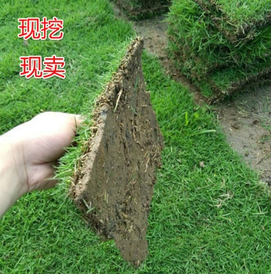 Belt Earth Real Turf Lawn Courtyard Villa Greenery Plant Manila Four Season Green Fruits Grass Lawn Green Plant