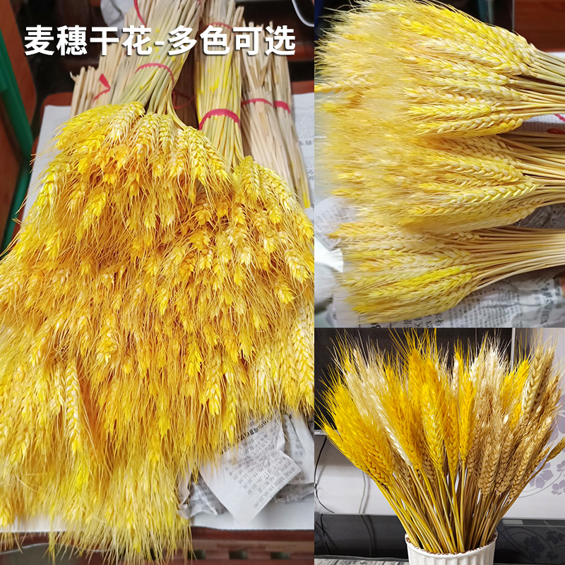 Natural ears of wheat Dried flower bouquet Golden Barley Living Room decoration Opening vase decoration Desktop floral arrangement Real flower