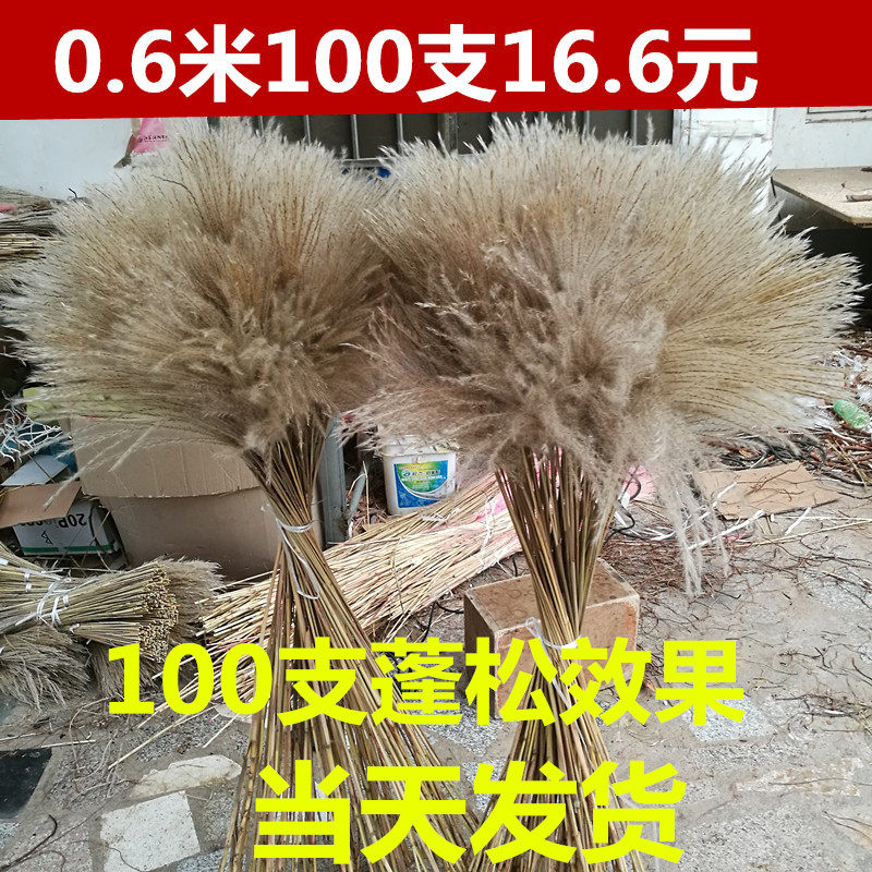 Dried flower reed flower Dried flower reed dry flower wheat ear Dried flower setaria Natural reed flower decoration