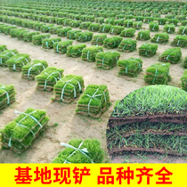 With earthy turf Manila four seasons Green grass lawn courtyard green plants Evergreen