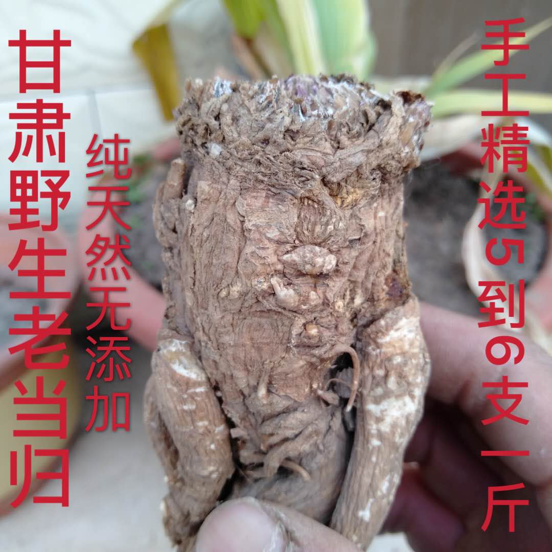 Angelica Gansu Natural Sulfur Free Selected Premium Wild Angelica Can Slice and Grind 500g