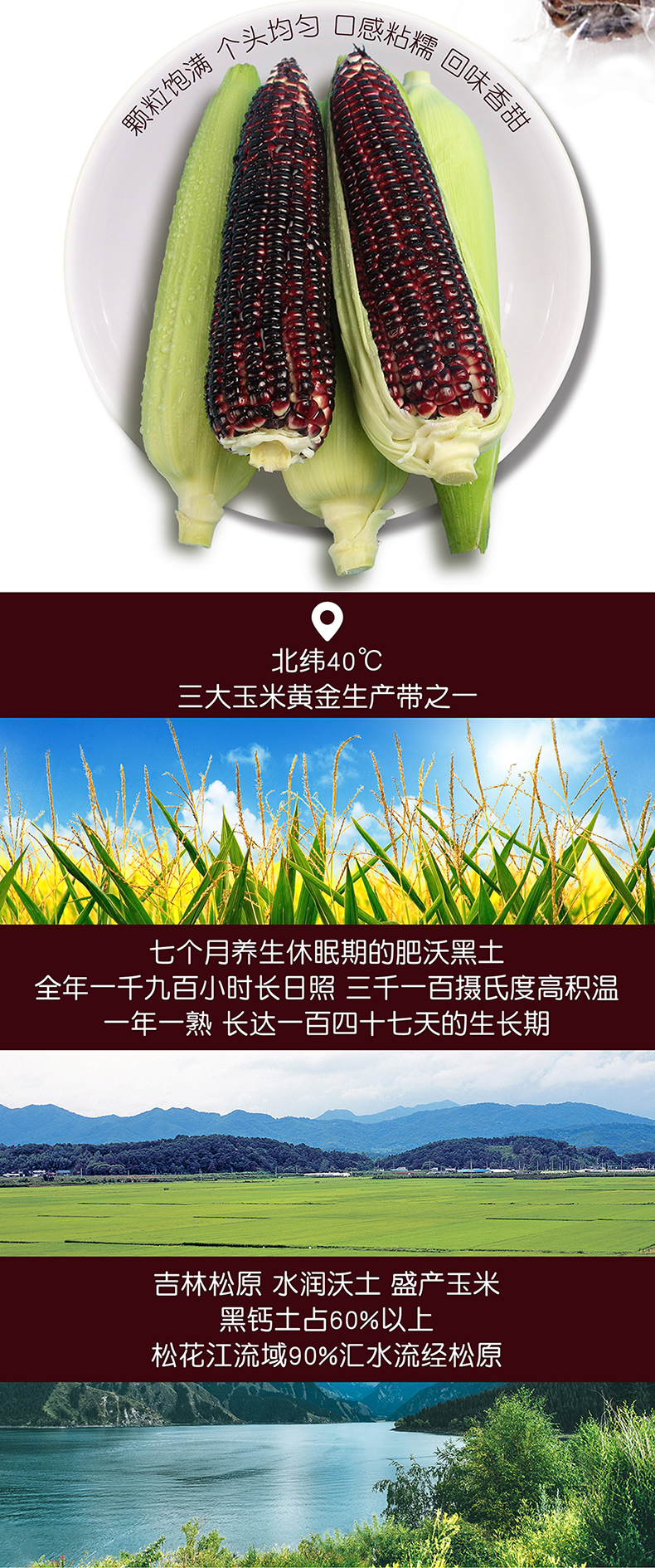 东北软糯黑玉米 2000g/8穗 真空装 图2