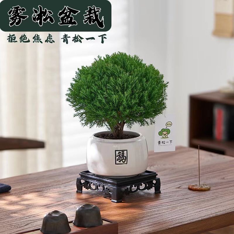 放青松绿植盆栽网红雾松办公室内桌面好养解压小盆景净化空气花卉-阿里巴巴