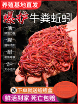 Earthworms Live Bait Fresh Compost Box Fermentation Barrel Earthworm Breeding Box Fishing Special Fishing Bait Stock Carp Wild