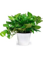 21.8元包邮 千雪姿 四季绿萝带盆盆栽【四盆装】