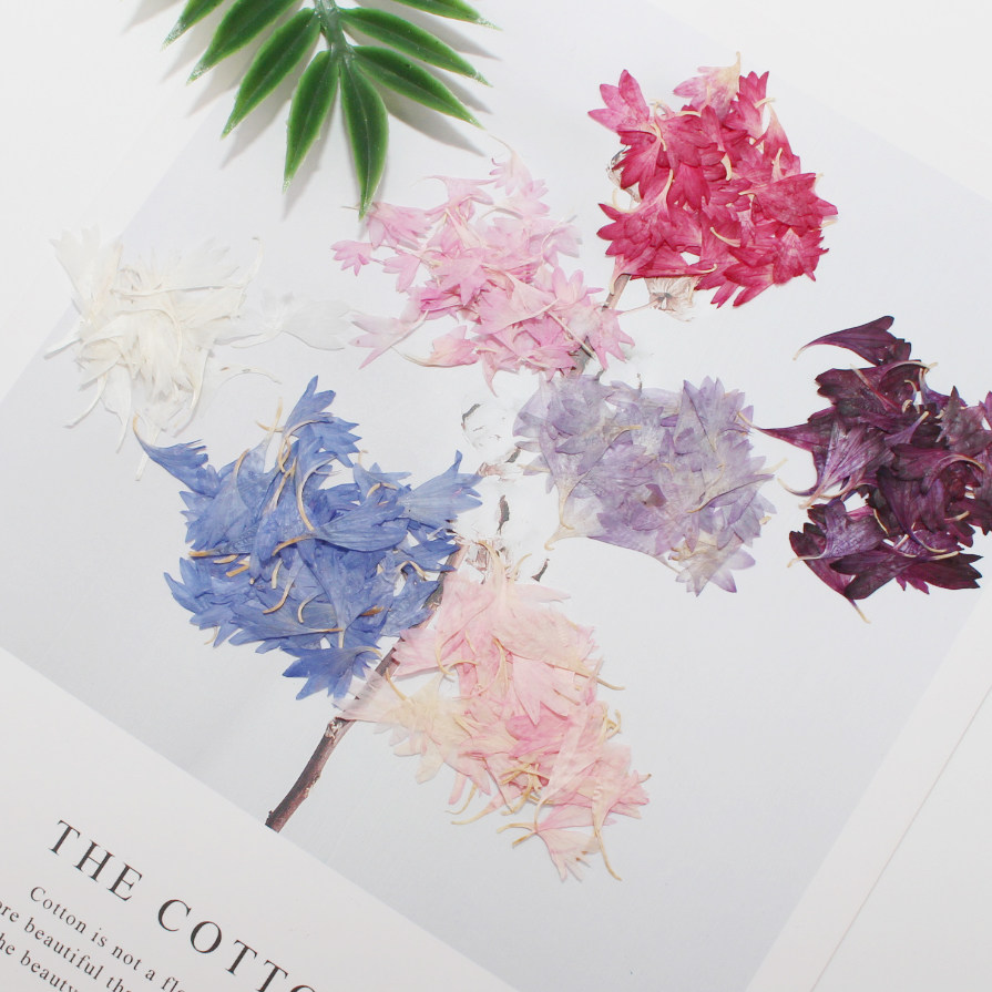 Orchid broccoli cornflower embossed dried flowers natural plant specimens manicure photo face decoration handmade materials