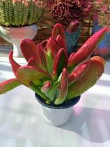 The fox has a lot of meat and its good to be raised.