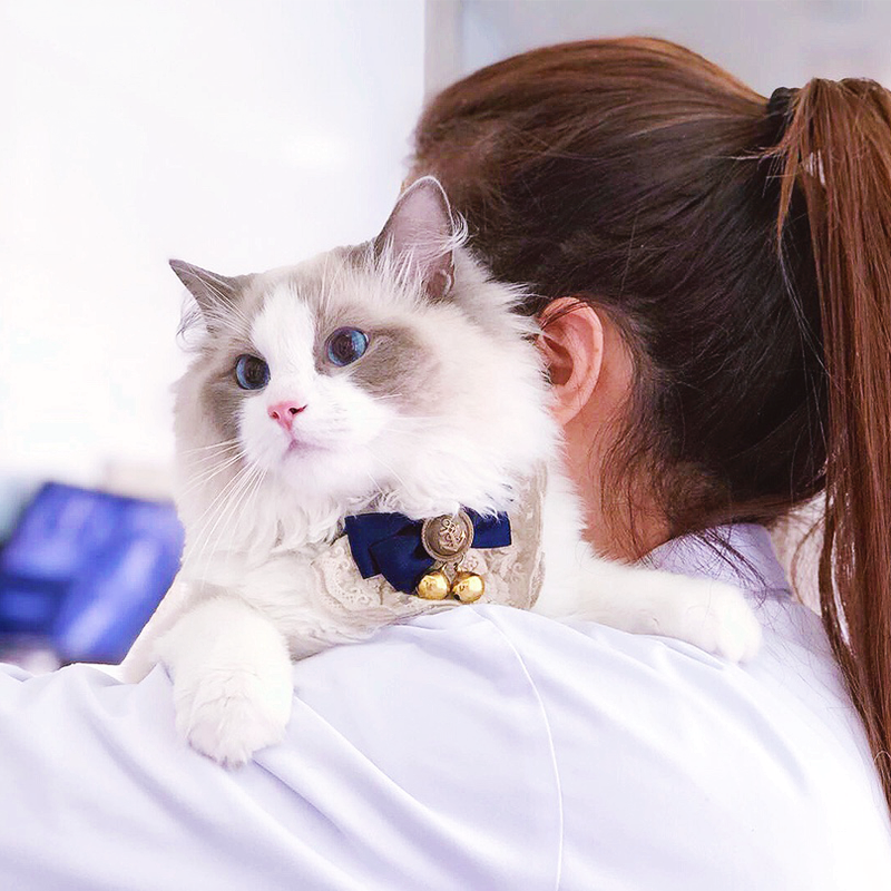 Monet Knocks the Cat Lady Bell Ringer leads the small Princess Suzuki Butterfly knot Pet Ornament Swing Pat Props