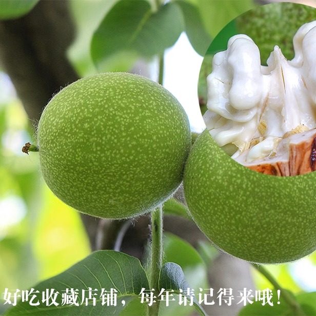 大荔冬枣青皮核桃的LOGO