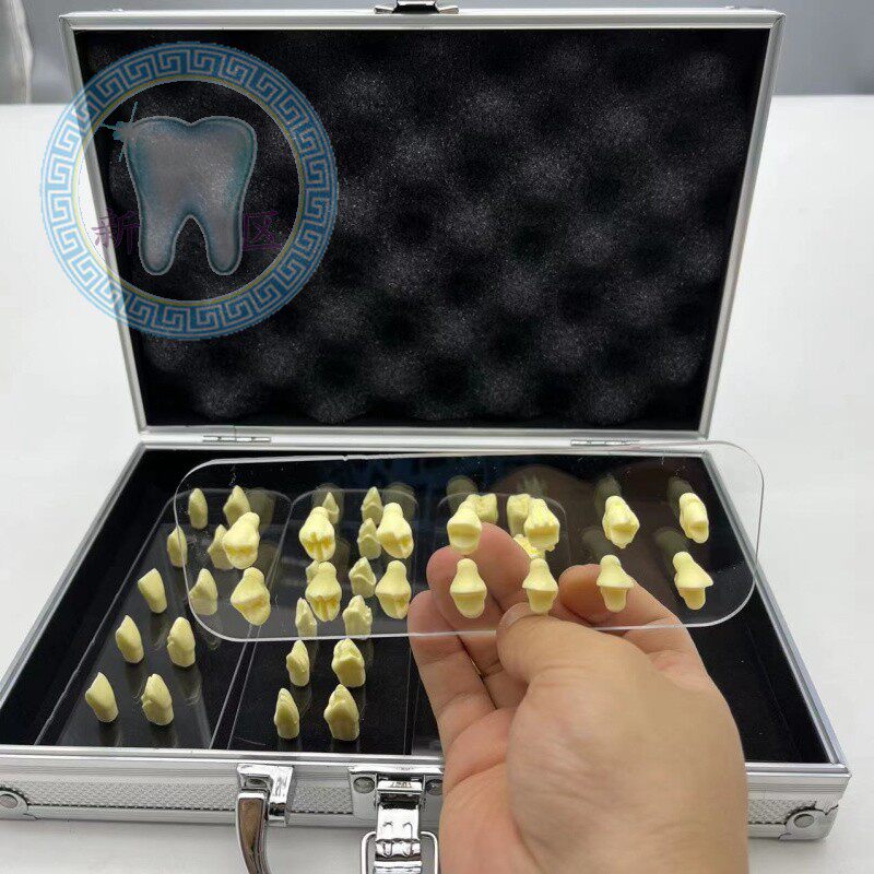 口腔 牙体制备模型 烤瓷牙 牙齿修复窝洞形态