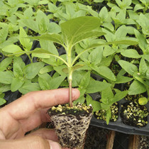 Sunflower potted dwarf Teddy mini teddy bear sunflower seedling with root ornamental indoor Four Seasons Garden flower seedling