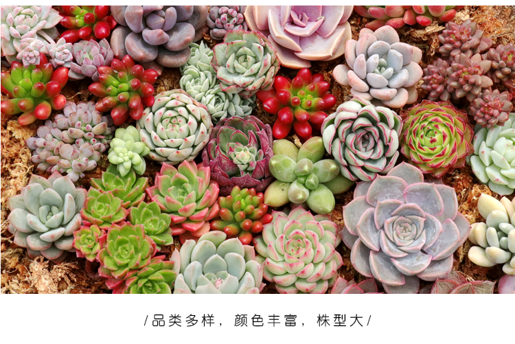 多肉植物组合盆栽 10颗 图2