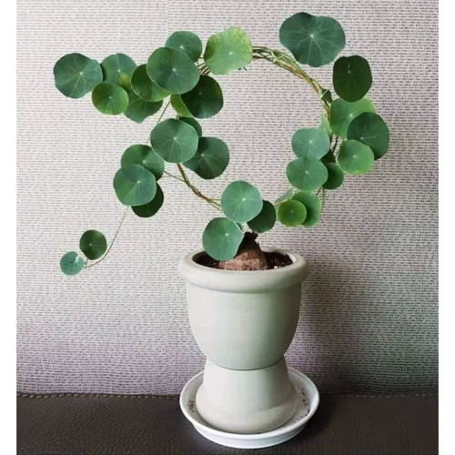 Тайская горная черепаха Инь -резистентное растение круглые листья корневые растения в горшках не поворачивают виноградную виноградную виноградную лозу зеленого растения