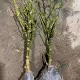 Однополюсный с днищем или без него, произвольный