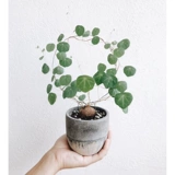 Тайская горная черепаха Инь -резистентное растение круглые листья корневые растения в горшках не поворачивают виноградную виноградную виноградную лозу зеленого растения