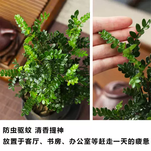 Цинсианский деревянный горшечный комната в крытом пурпурном песке маленький бонсай, летний комар