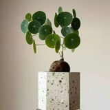 Тайская горная черепаха Инь -резистентное растение круглые листья корневые растения в горшках не поворачивают виноградную виноградную виноградную лозу зеленого растения