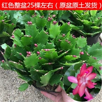 Красный оригинальный горшок исходной почвы исходной почвы не содержит горшков