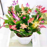 15 смешанных цветов (мульти -колор случайный) без горшков