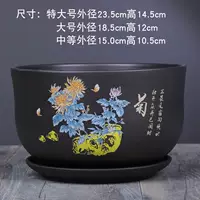 510 Sandy Chrysanthemum сингл и средний