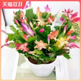 Краб -когтя орхидея сажанков без цветочных бутонов текут четыре сезона, постоянно питая живые внутренние виды с цветами и зелеными растениями