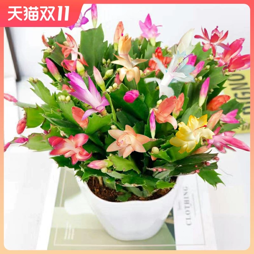 Краб -когтя орхидея сажанков без цветочных бутонов текут четыре сезона, постоянно питая живые внутренние виды с цветами и зелеными растениями