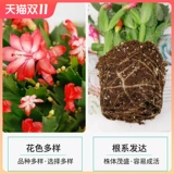 Краб -когтя орхидея сажанков без цветочных бутонов текут четыре сезона, постоянно питая живые внутренние виды с цветами и зелеными растениями