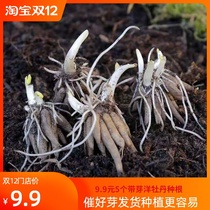 With teeth 5 flowers Mao canton seed Seed Root Potted Flowers Seed Imported Cress Leaf Peony Ocean Peony Indoor Potted Plant