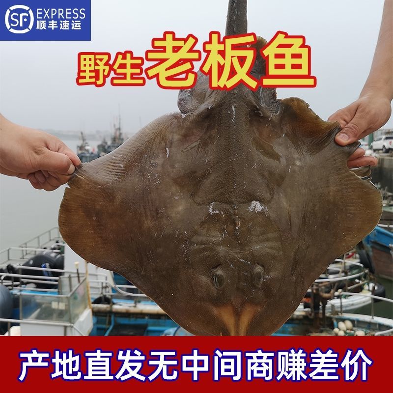 9 pounds of fresh devil fish frozen boneless fish large boss fish wholesale ray cartilage old fish hole ray