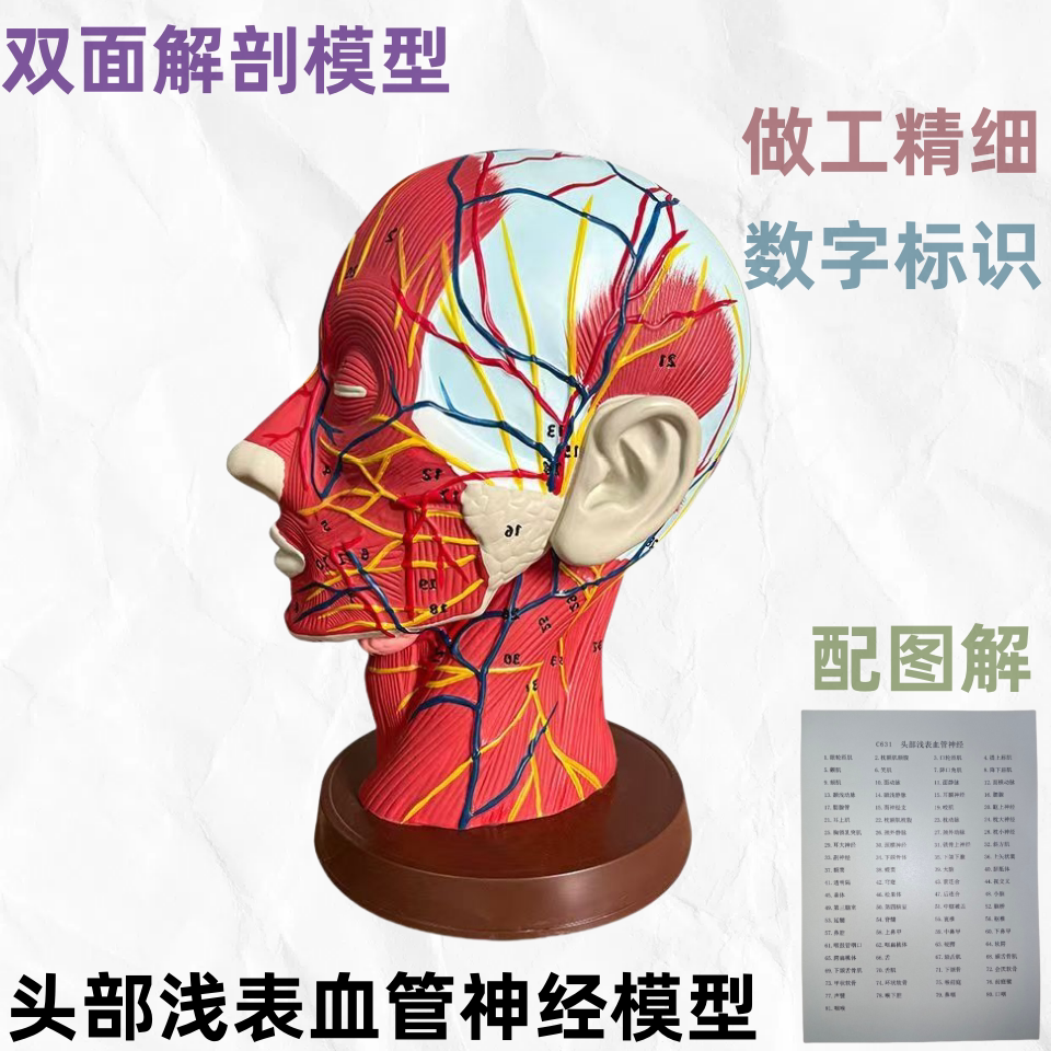 人体头部面部浅表神经模型矢状剖面切面附血管神经模型脑血管模型