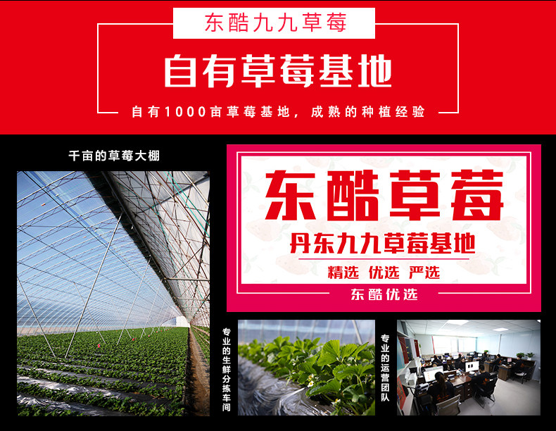 东酷 丹东99新鲜草莓 3斤 图3