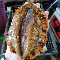 Hong Kong Island Girl 2 Bao Dongshan Island Huang Jin Da Abalone Fresh Abalone 250g ~ 350g Healthy and Delicious Nutrition