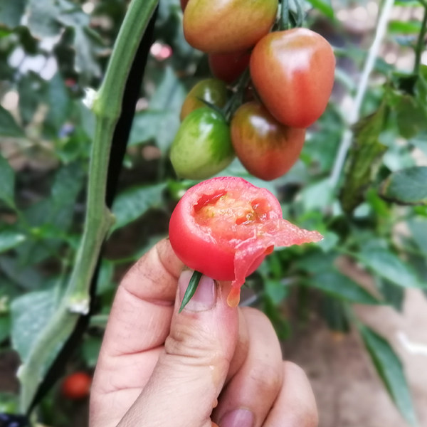 香宜惠 现摘新鲜圣女果 小番茄 净重4.5-5斤 天猫优惠券折后￥18.9包邮（￥21.9-3）