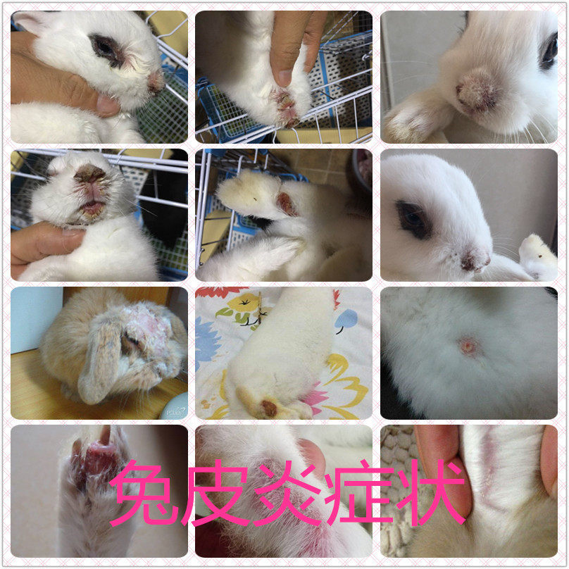 Pikang needle pet immune skin disease prevention and treatment injection needle delivery needle