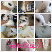 Piecon needle pet-free skin disease control injection needle for needle delivery