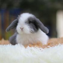Pet Rabbit Living Mini Dwarf rabbit coeared rabbit Cat Cat Rabbit Long Hair Rabbit Short Dutch Rabbit Small length